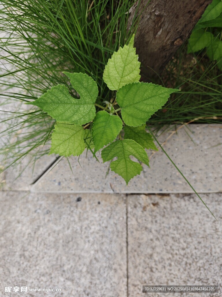 石板旁的嫩綠植物