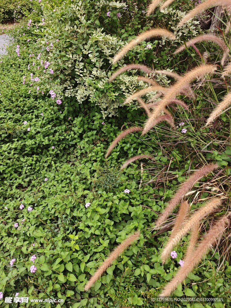 綠意盎然的植物景觀