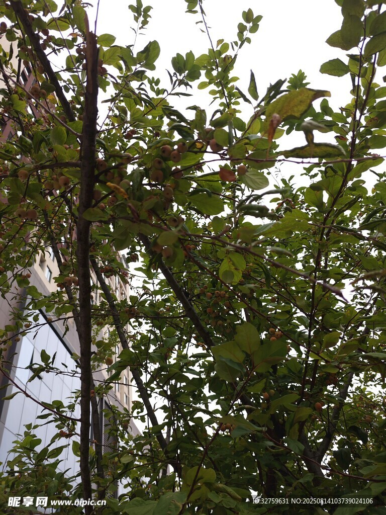 枝葉繁茂的綠意景象