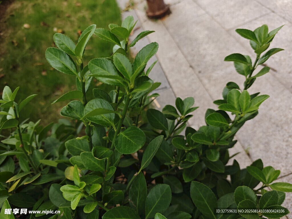 綠葉植物近景特寫
