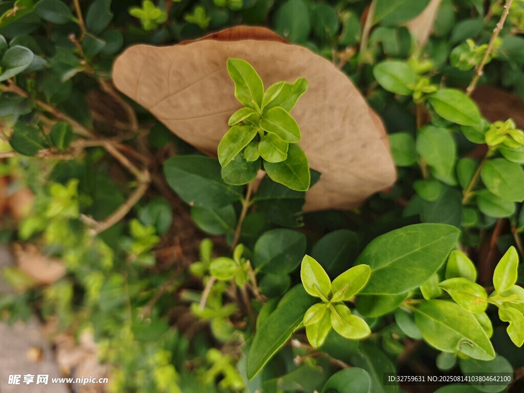 綠葉間的棕色蘑菇
