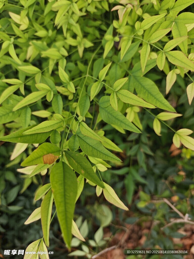 嫩綠葉片植物特寫