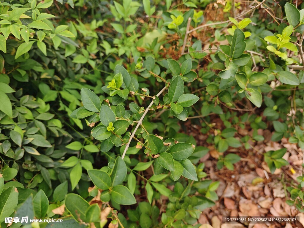 綠葉叢中帶紅果景象