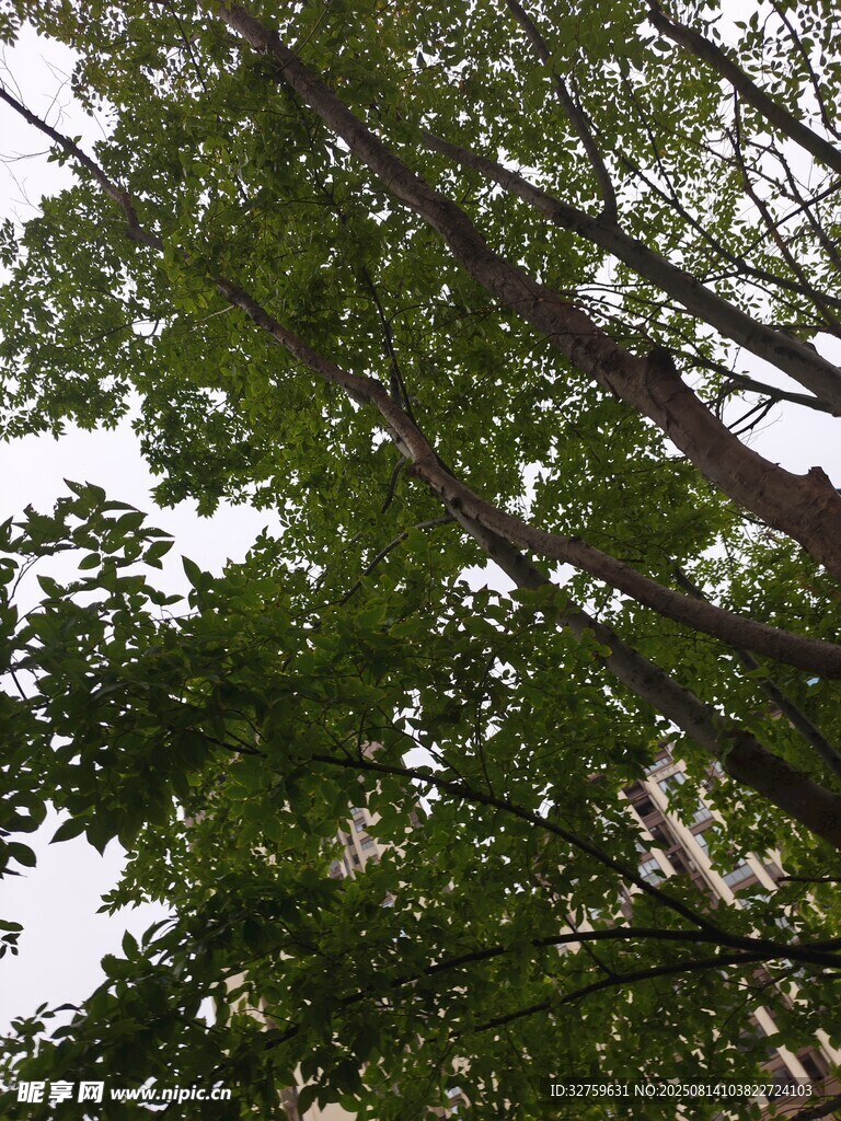 仰視茂密綠樹樹冠