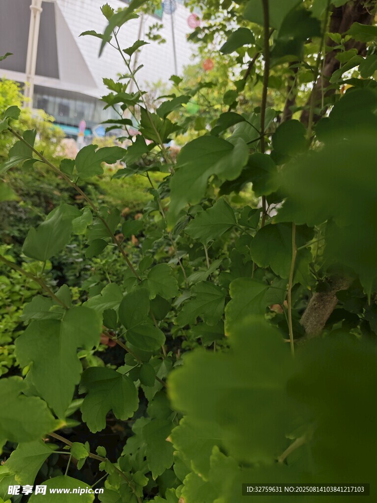 城市中的繁茂綠植