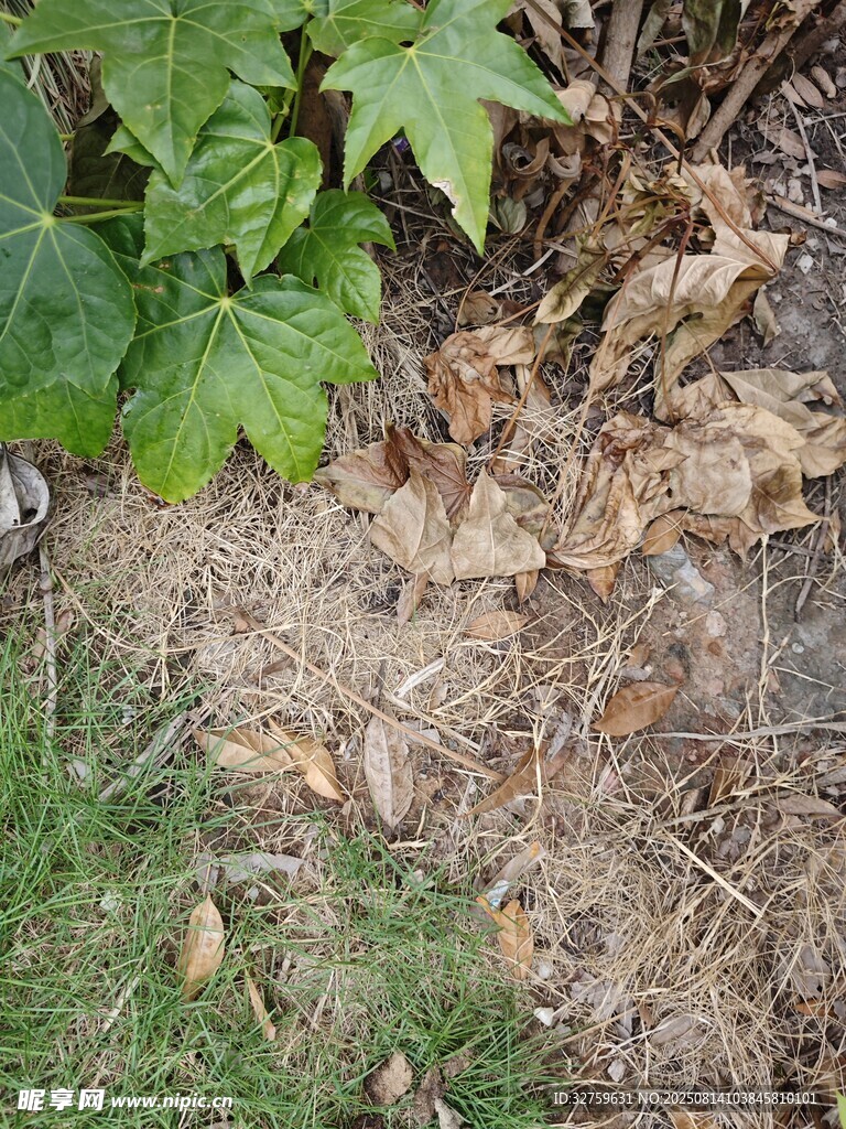 地面枯葉與綠植景象