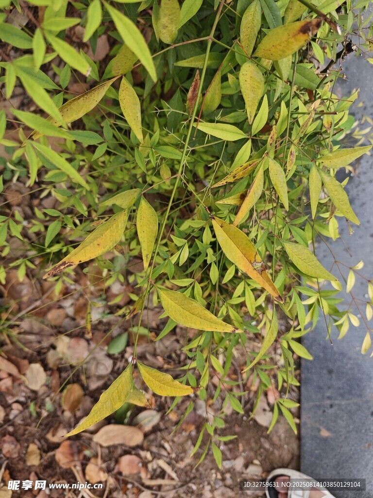水邊嫩綠植物景象