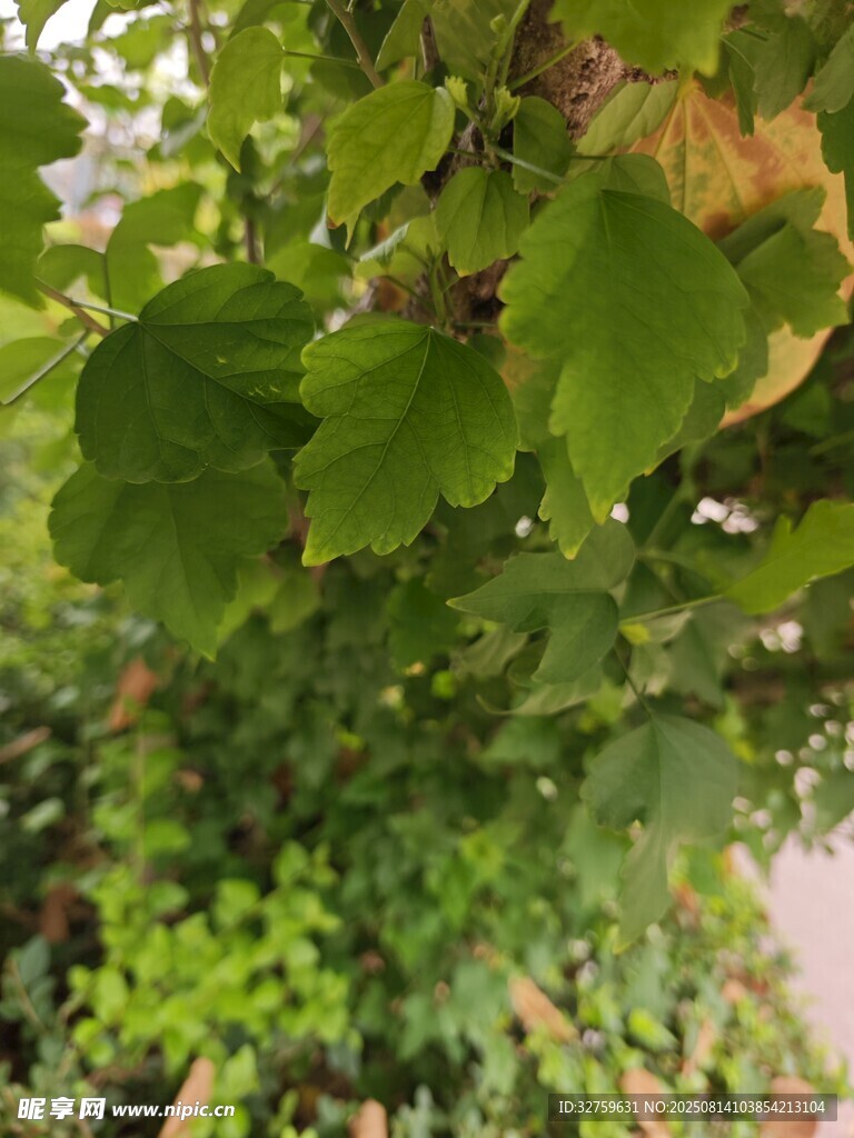 翠綠銀杏葉