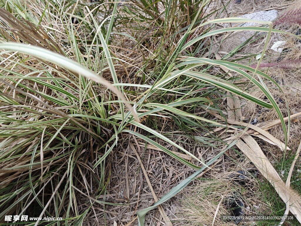 地面上的叢生野草