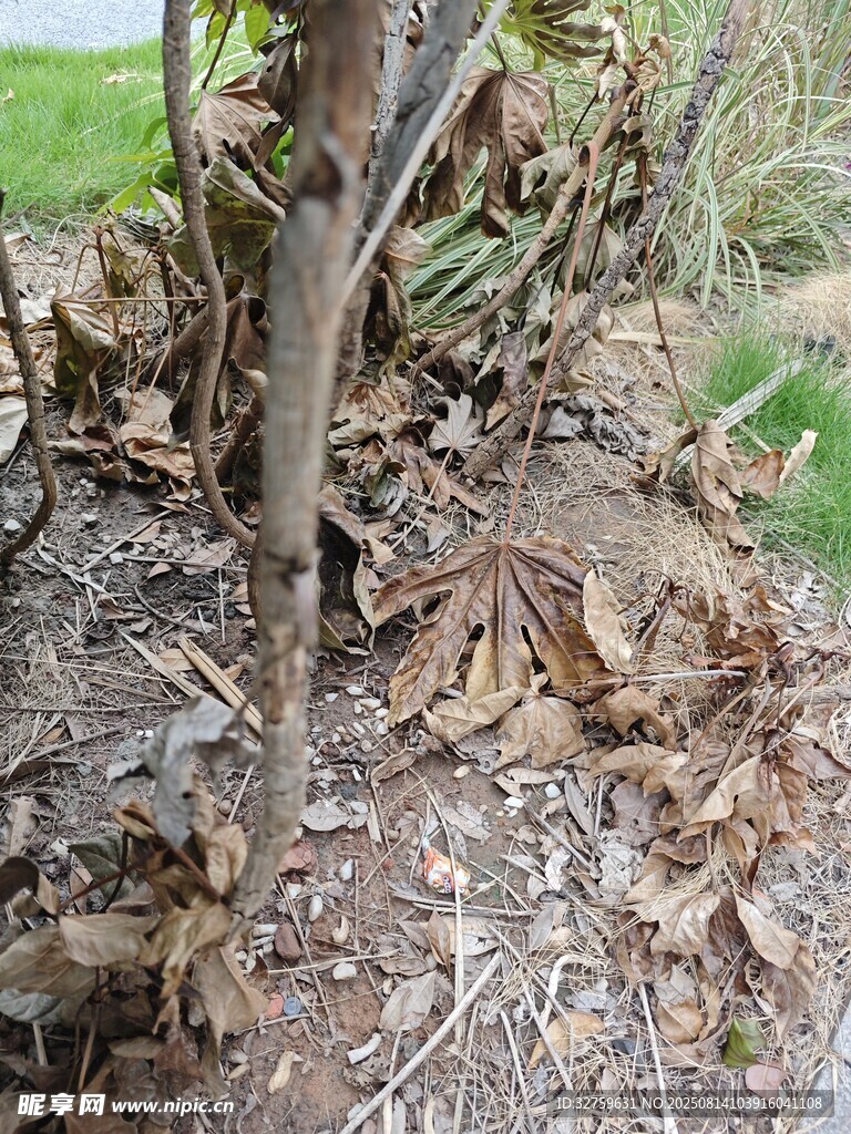 地面枯木與落葉景象