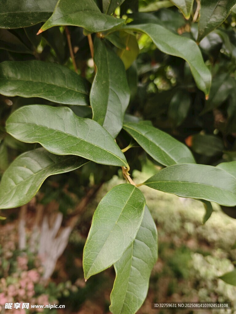 綠葉繁茂的植物特寫