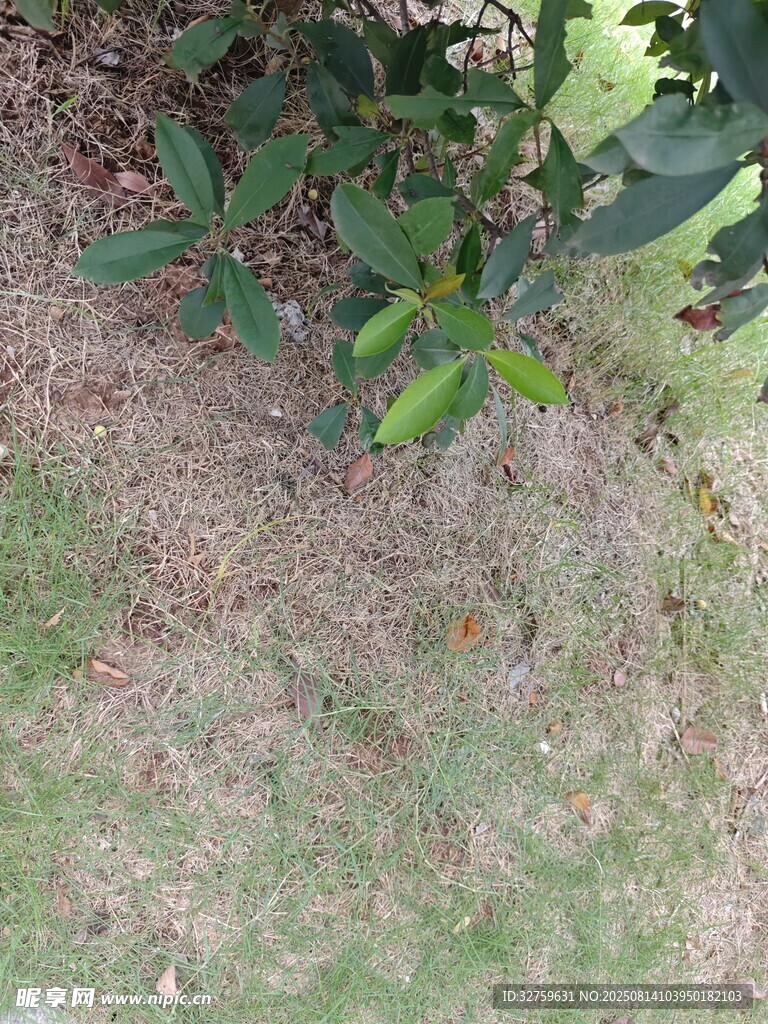 地面綠植景象