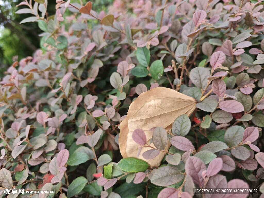 紫葉叢中的枯黃落葉