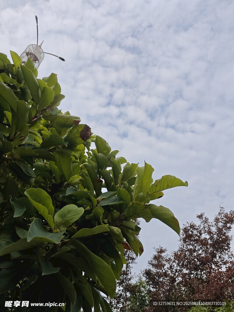綠葉之上的天空景象