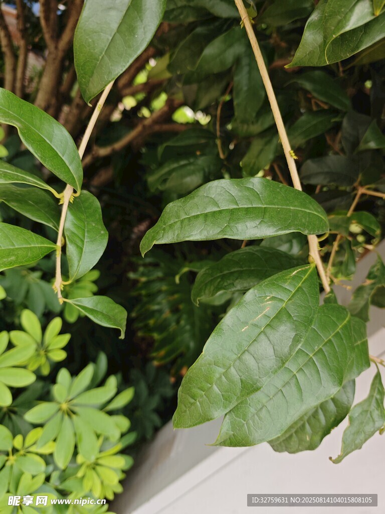 綠葉繁茂的多彩植物景觀
