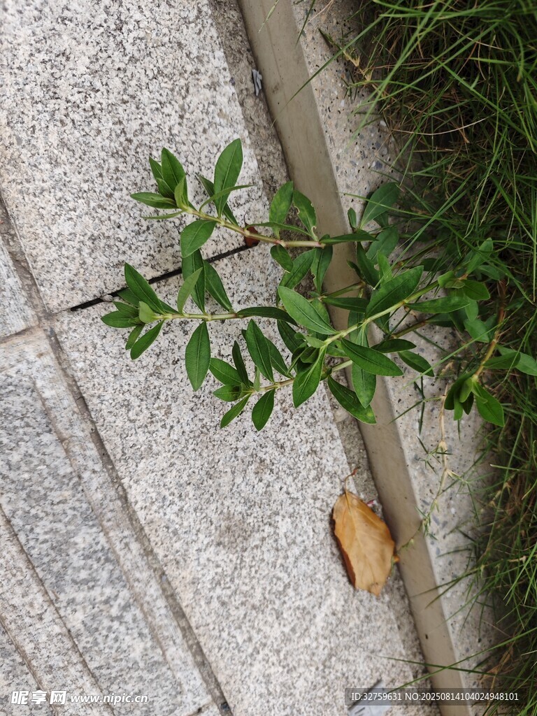 石縫中生長的嫩綠枝葉
