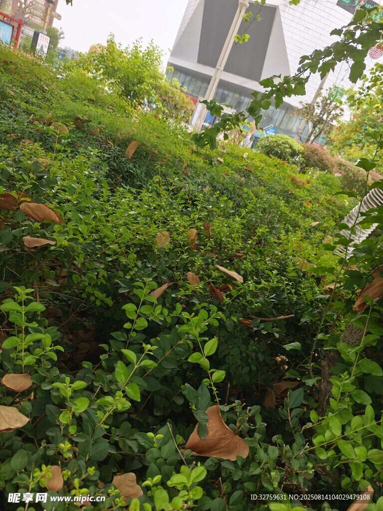 繁茂綠植景觀
