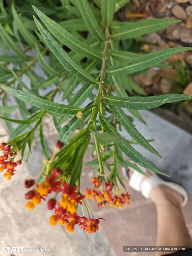 綠葉間的橙紅色小花