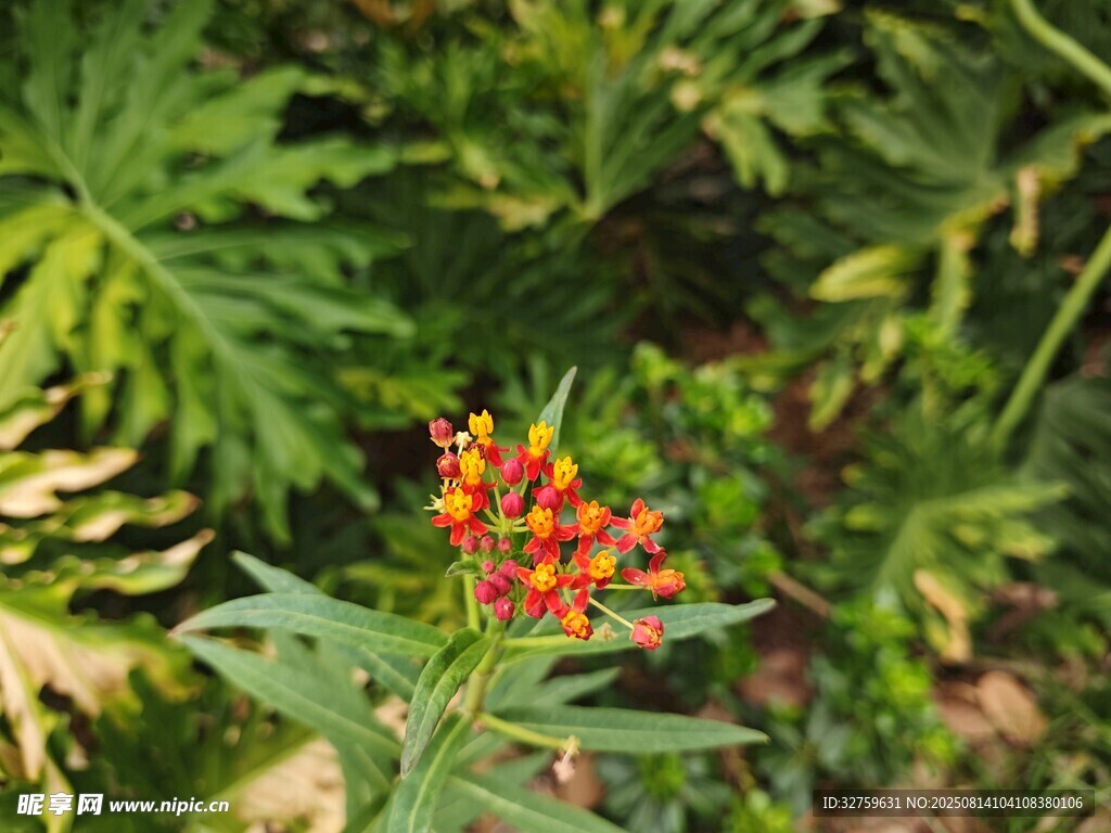 鮮艷橙花綻放于綠葉間