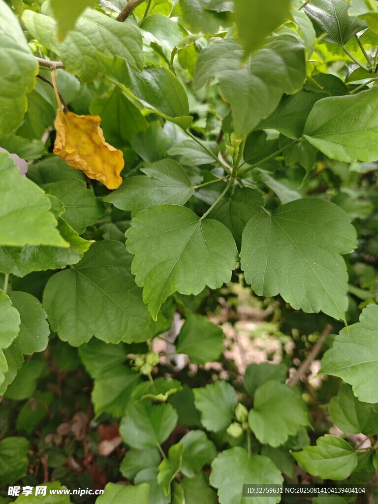 綠葉叢中的一片黃葉