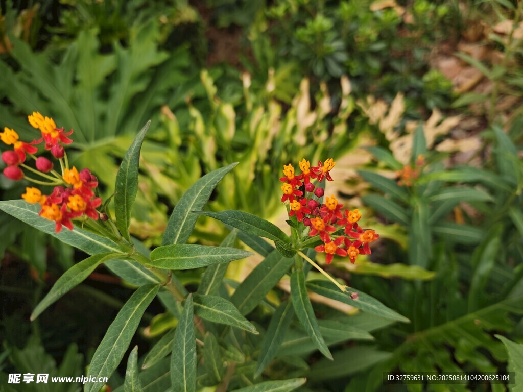 鮮艷花叢中的綠植與橙花