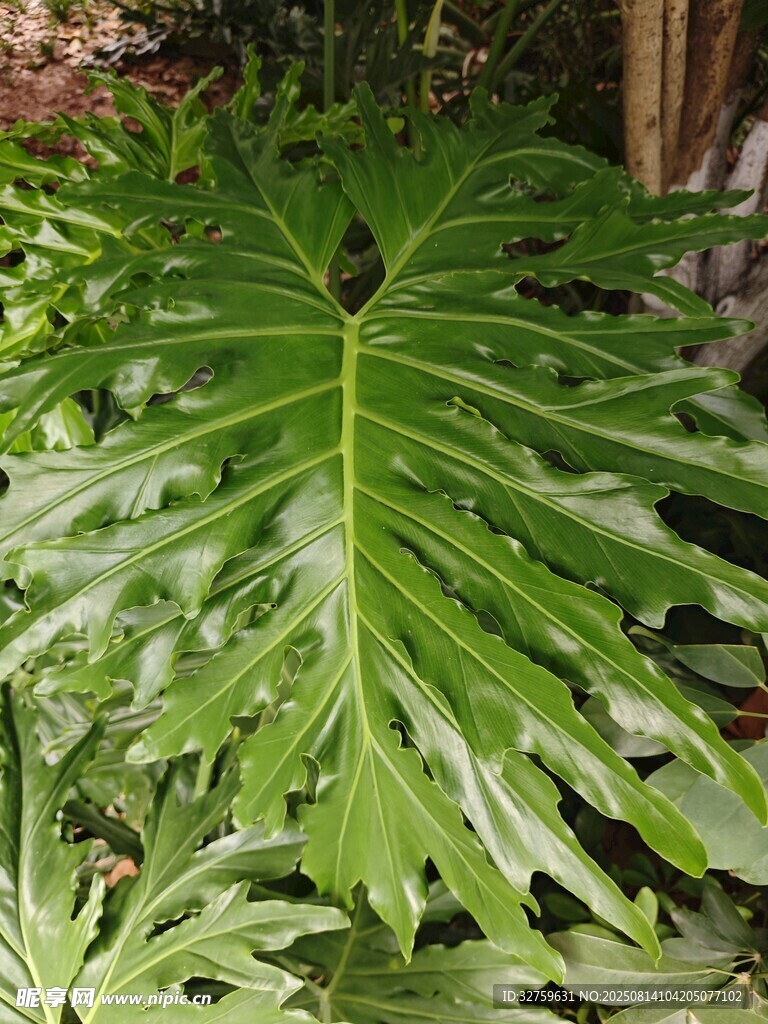 大型羽狀綠植特寫