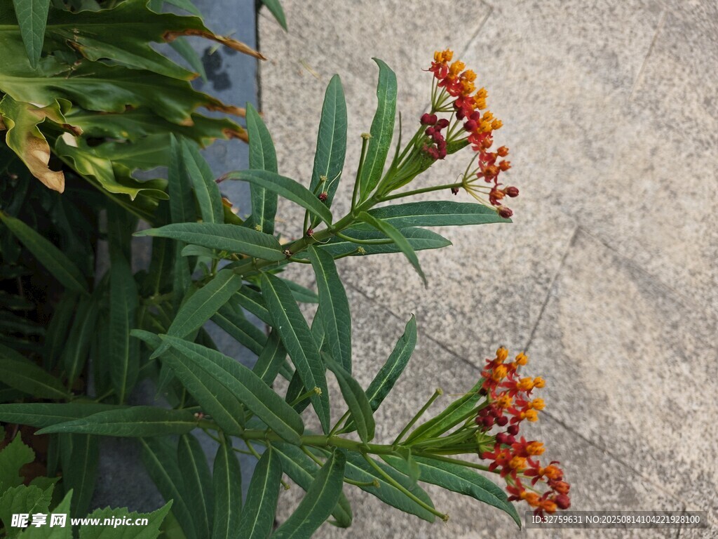 橙色小花綻放綠葉間
