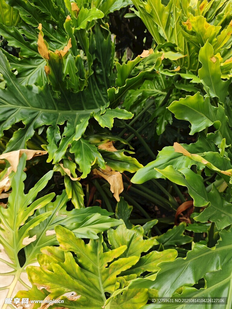 翠綠繁茂的蕨類植物景觀