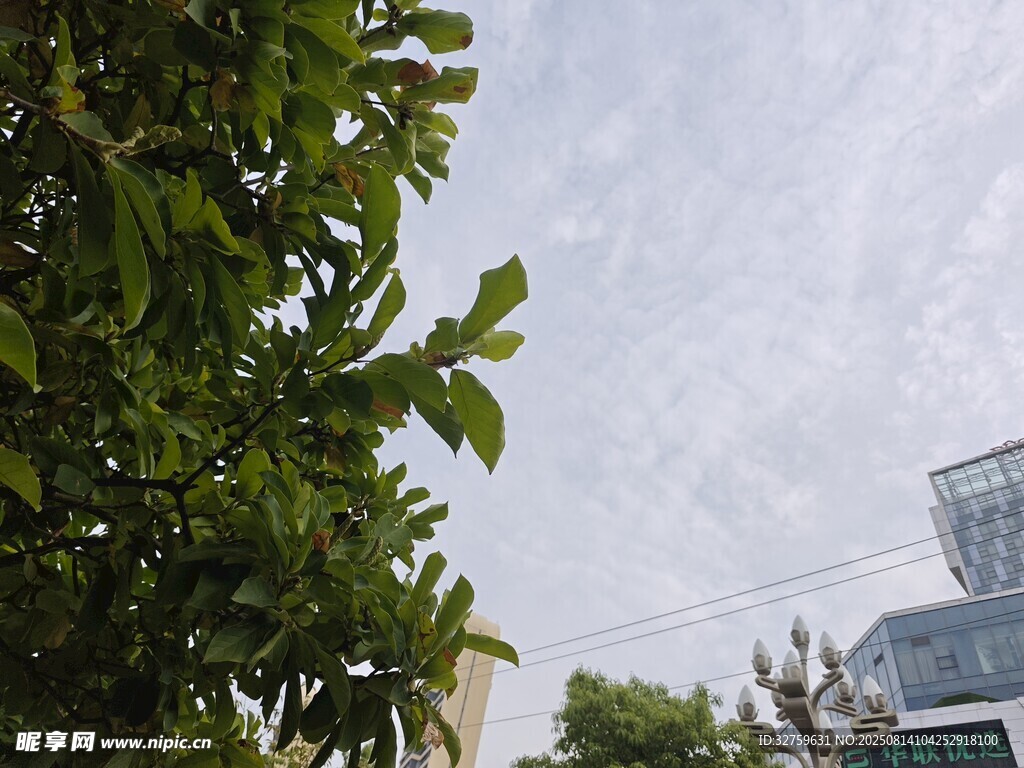 綠葉映襯下的城市天際線