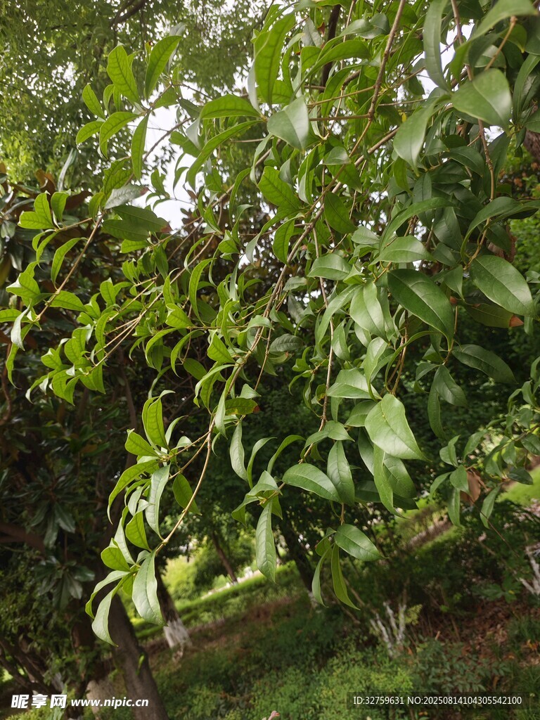 綠葉繁茂的樹(shù)木景觀