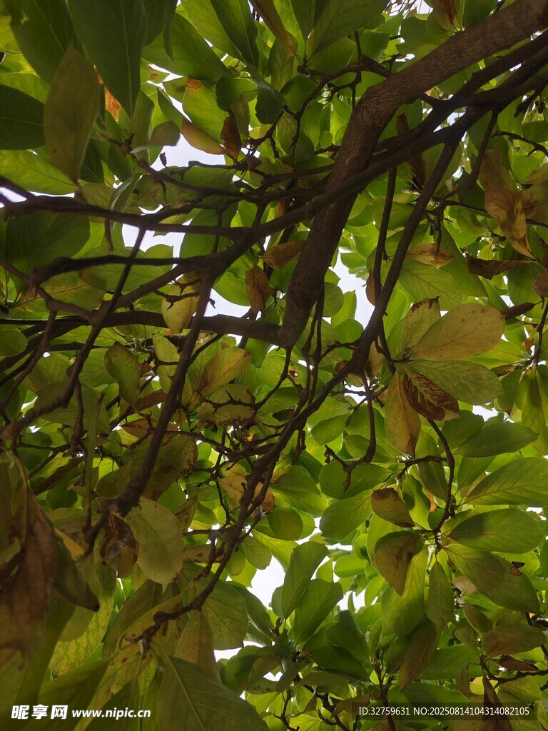 枝葉繁茂的樹木景觀