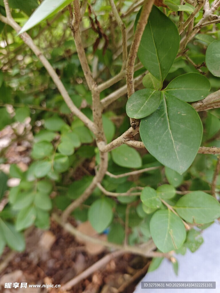 綠葉藤蔓植物特寫
