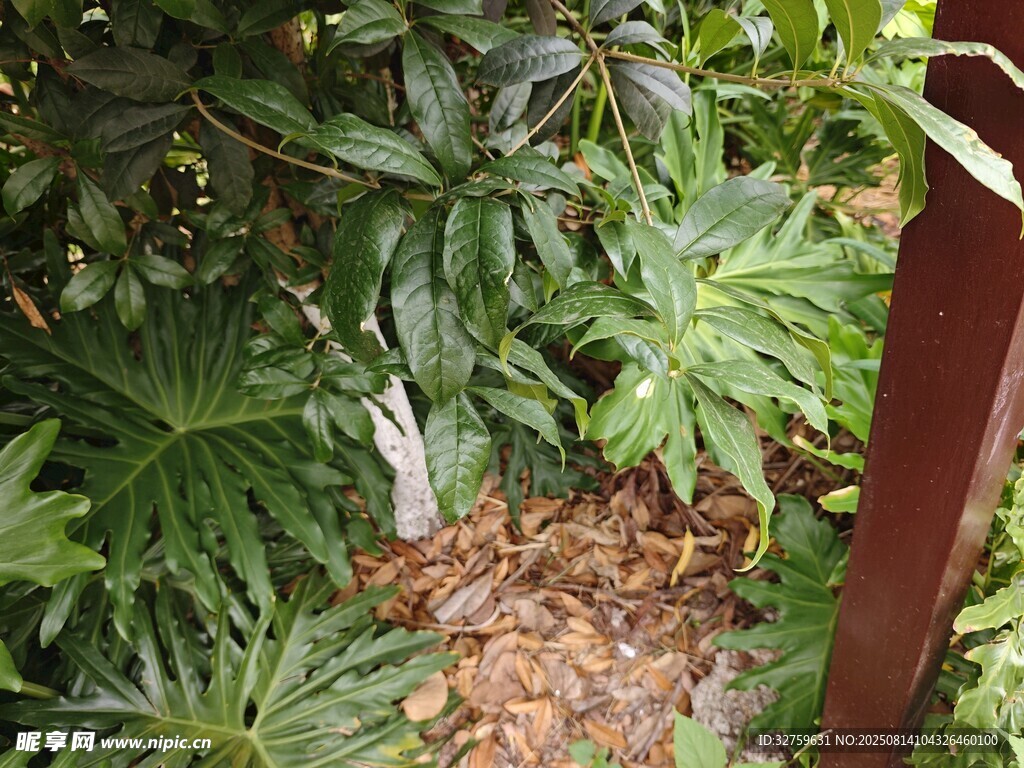綠葉繁茂的植物景觀