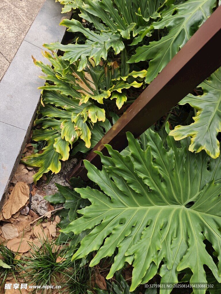 大葉片綠植特寫