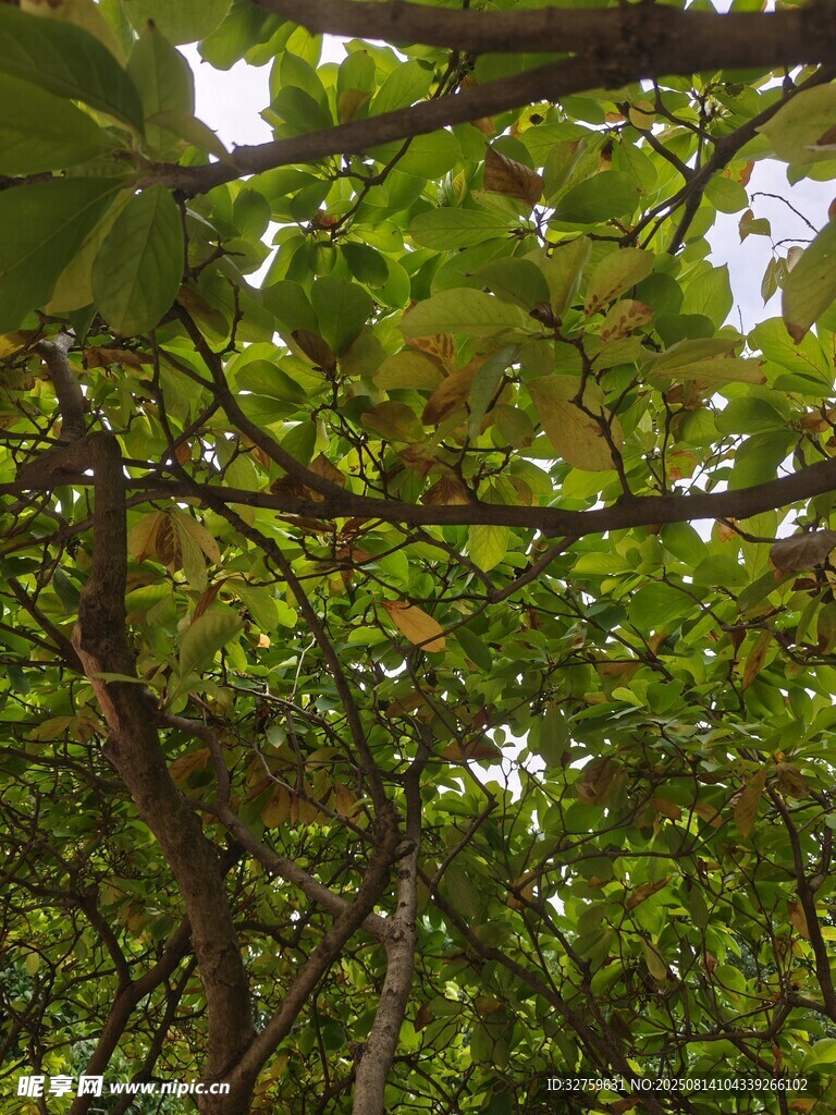 繁茂枝葉下的綠意世界