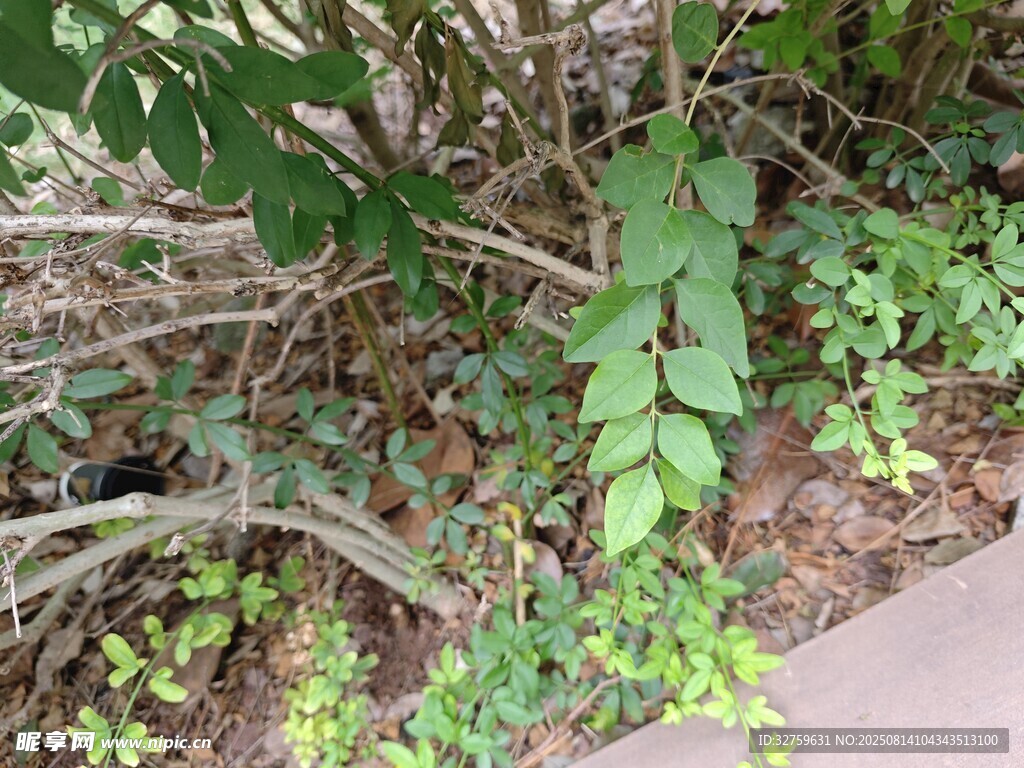 路邊繁茂的綠植景象