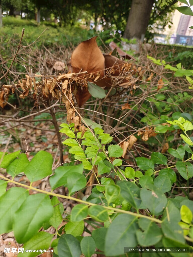草叢中的棕色小動(dòng)物