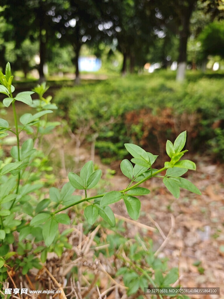 綠意盎然的戶外植物景觀