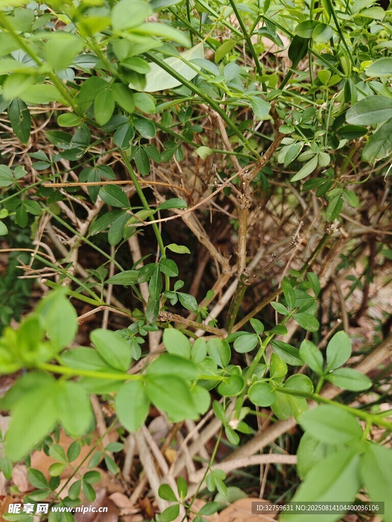 繁茂綠植與交錯(cuò)枝干