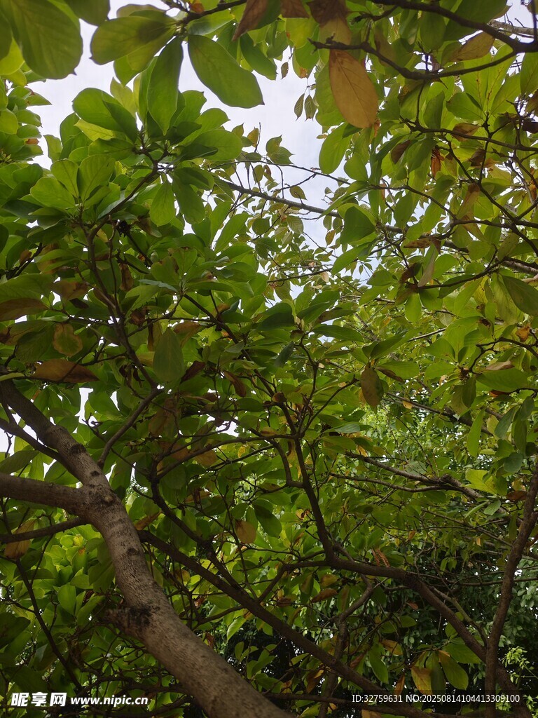 繁茂樹林中的蔥郁樹冠