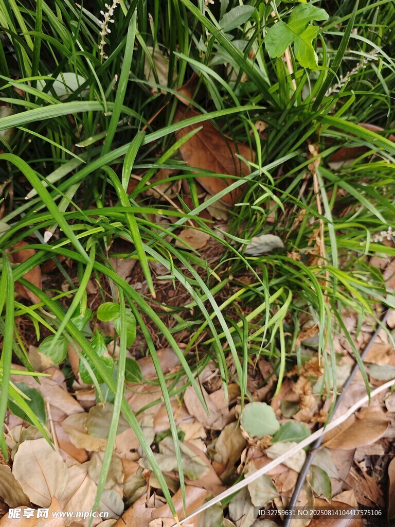 地面上的嫩綠小草