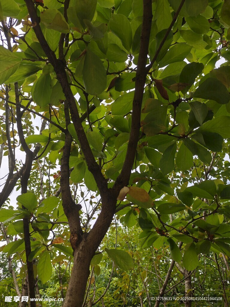 綠葉繁茂的樹木景觀