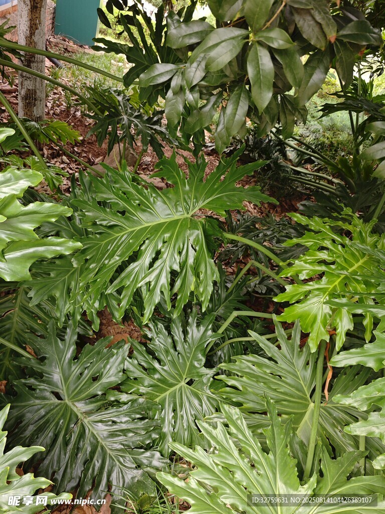 多樣綠植景觀