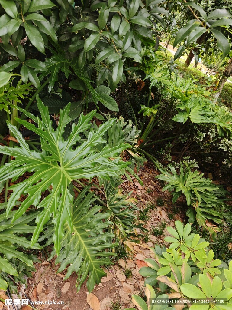 綠葉繁茂的野生植物景觀