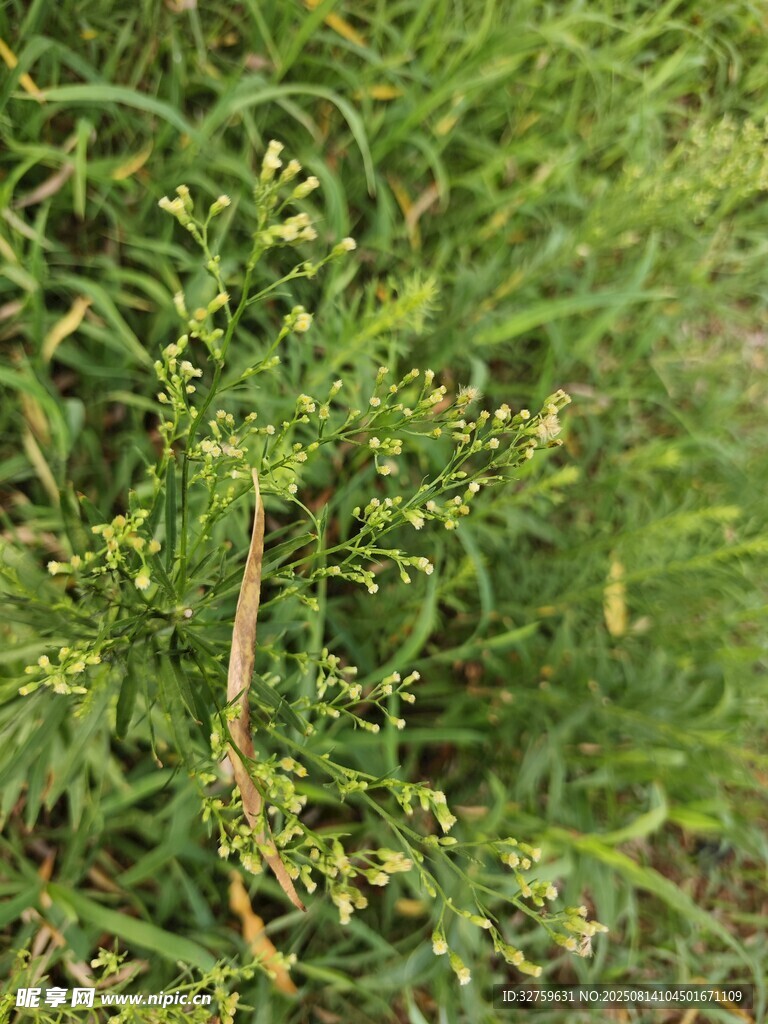 綠色繁茂植物特寫