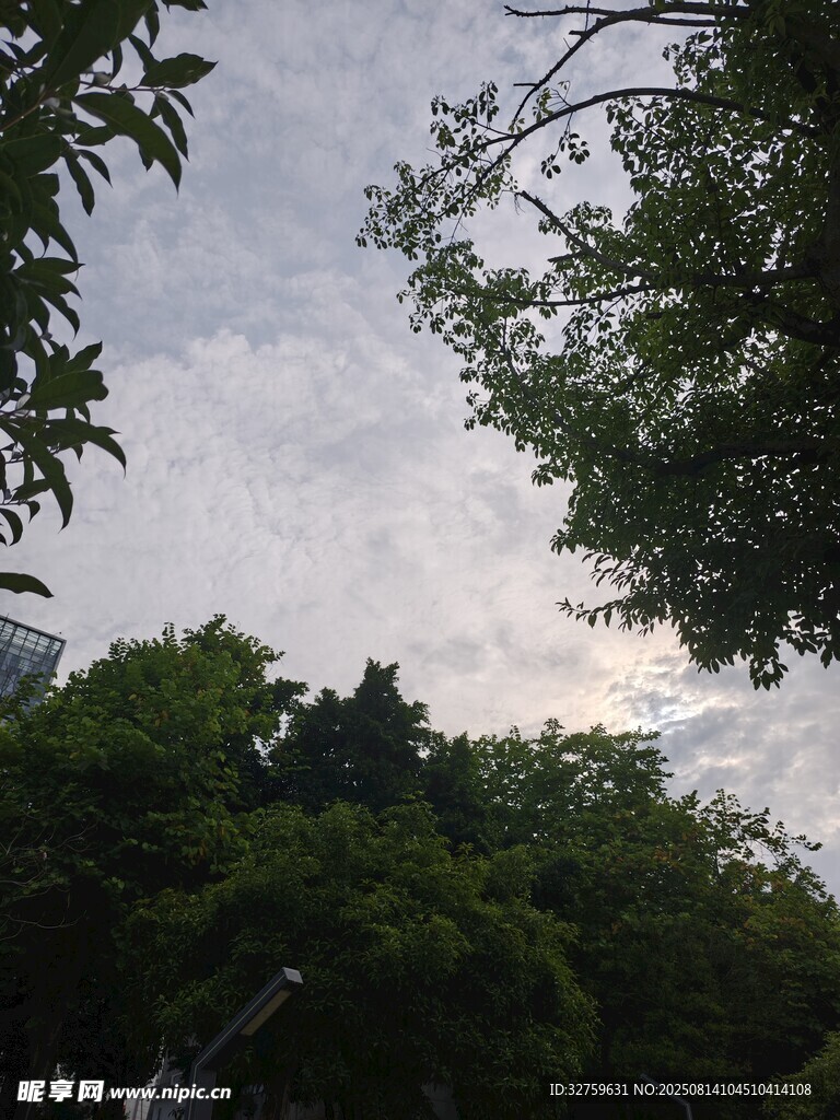 綠樹掩映下的天空