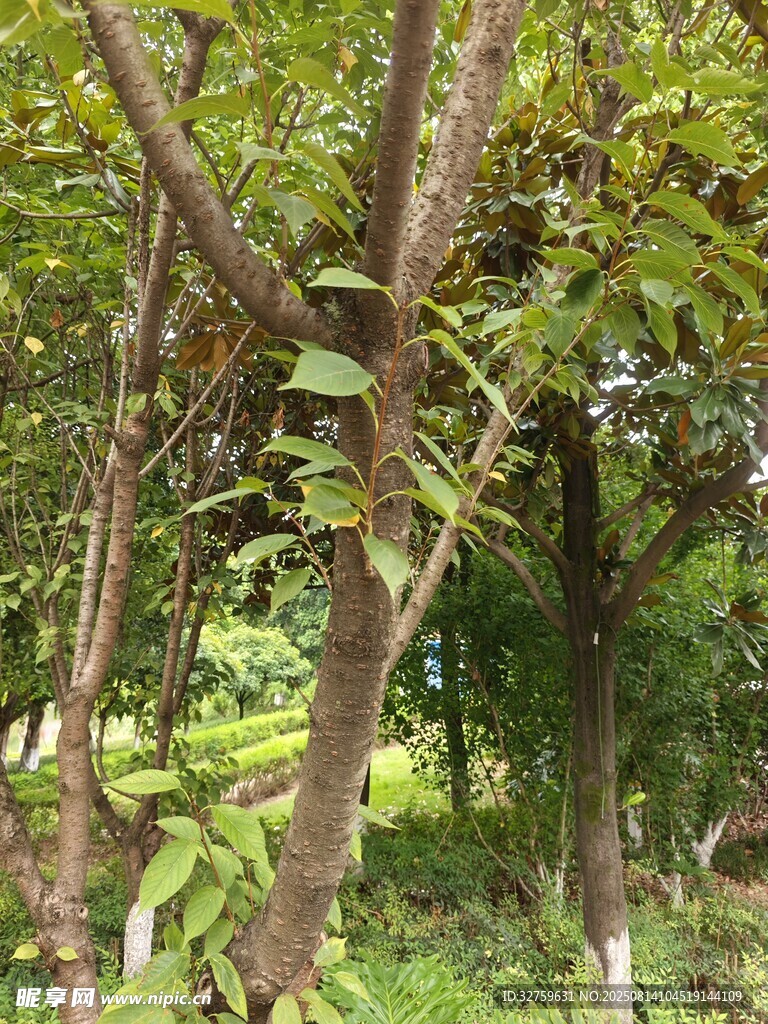 繁茂樹林中的綠色植物