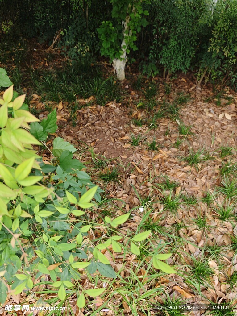 戶外綠植覆蓋的地面場景