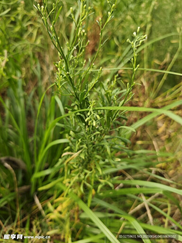 野外叢生的綠色植物