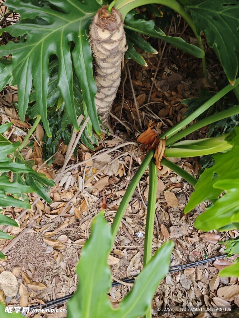 地面的綠植與植物根莖